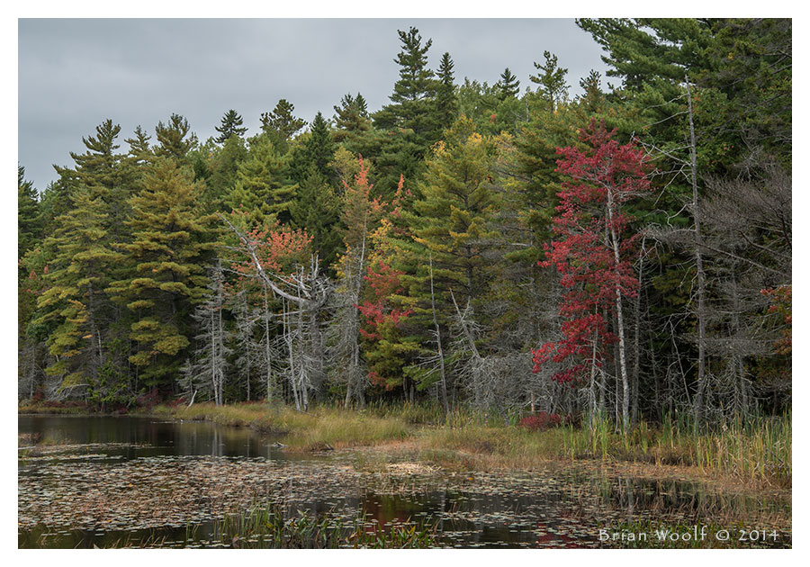 pretty marsh